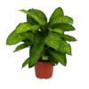 Dieffenbachia Seguine Tropic Jewel - P35 H130 - Kamerplant -Huisdecoratie dieffenbachia seguine tropic jewel p35 h130 1