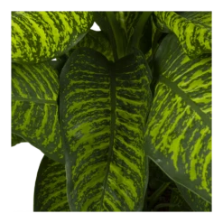 Dieffenbachia Seguine Tropic Jewel - P35 H130 - Kamerplant -Huisdecoratie dieffenbachia seguine tropic jewel p35 h130 4