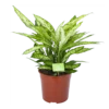 Dieffenbachia Vesuvius - P27 H70 - Kamerplant -Huisdecoratie dieffenbachia vesuvius p27 h70 1