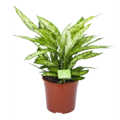 Dieffenbachia Vesuvius - P27 H70 - Kamerplant