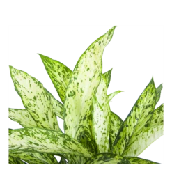 Dieffenbachia Vesuvius - P27 H70 - Kamerplant -Huisdecoratie dieffenbachia vesuvius p27 h70 6