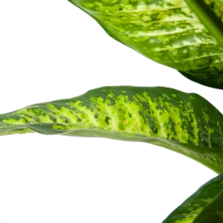 Dieffenbacia Seguine Lemon Tropic - P35 H120 - Kamerplant -Huisdecoratie dieffenbacia seguine lemon tropic p35 h120 6
