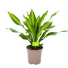 Dracaena Burley - Drakenbloedboom - P24 H90 - Kamerplant -Huisdecoratie dracaena burley drakenbloedboom p24 h90 1 1