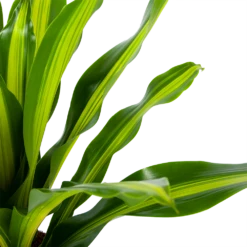 Dracaena Burley - Drakenbloedboom - P24 H90 - Kamerplant -Huisdecoratie dracaena burley drakenbloedboom p24 h90 5 1