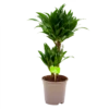 Dracaena Compacta - Op Stam - Drakenbloedboom - P17 H55 - Kamerplant -Huisdecoratie dracaena compacta drakenbloedboom p17 h55 4