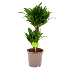 Dracaena Compacta - Op Stam - Drakenbloedboom - P17 H55 - Kamerplant