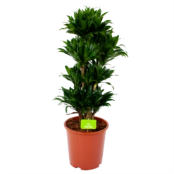 Dracaena Compacta - Vertakt - Drakenbloedboom - P27 H100 - Kamerplant