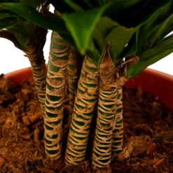 Dracaena Compacta - Vertakt - Drakenbloedboom - P27 H100 - Kamerplant -Huisdecoratie dracaena compacta vertakt drakenbloedboom p27 h100 6 1