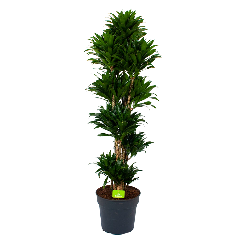 Dracaena Compacta - Vertakt - Drakenbloedboom - P34 H170 - Kamerplant 3 Dracaena Compacta - Vertakt - Drakenbloedboom - P34 H170 - Kamerplant