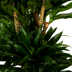 Dracaena Compacta - Vertakt - Drakenbloedboom - P34 H170 - Kamerplant 7 Dracaena Compacta - Vertakt - Drakenbloedboom - P34 H170 - Kamerplant -Huisdecoratie dracaena compacta vertakt drakenbloedboom p34 h170 5 1