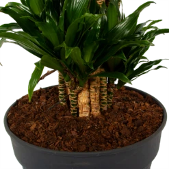 Dracaena Compacta - Vertakt - Drakenbloedboom - P34 H170 - Kamerplant 8 Dracaena Compacta - Vertakt - Drakenbloedboom - P34 H170 - Kamerplant -Huisdecoratie dracaena compacta vertakt drakenbloedboom p34 h170 6 1