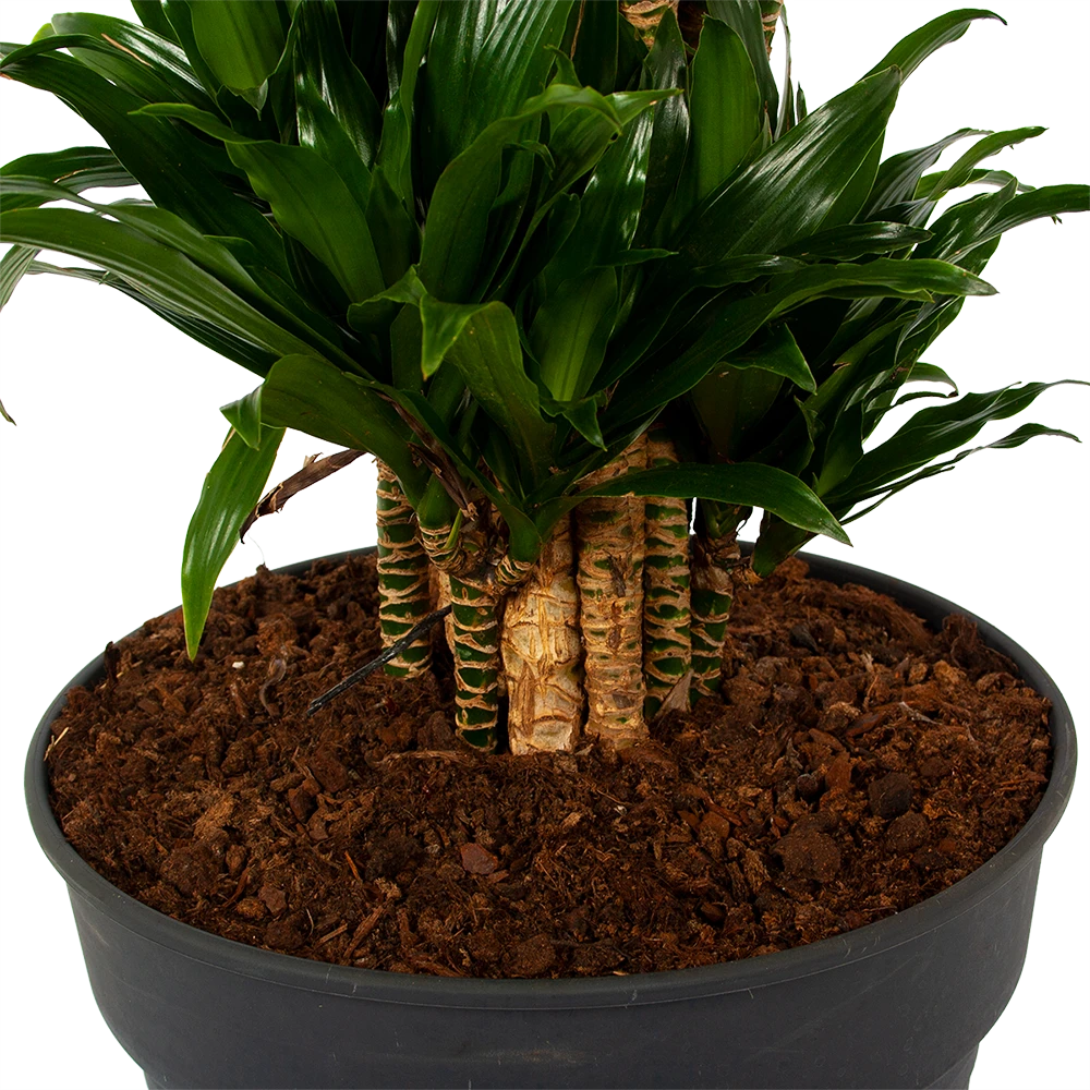 Dracaena Compacta - Vertakt - Drakenbloedboom - P34 H170 - Kamerplant 5 Dracaena Compacta - Vertakt - Drakenbloedboom - P34 H170 - Kamerplant - Afbeelding 3