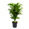 Dracaena Golden Coast - Vertakt - Drakenbloedboom - P21 H80 - Kamerplant