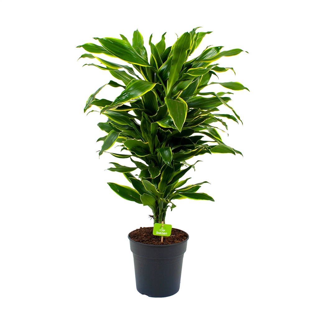 Dracaena Golden Coast - Vertakt - Drakenbloedboom - P21 H80 - Kamerplant 3 Dracaena Golden Coast - Vertakt - Drakenbloedboom - P21 H80 - Kamerplant