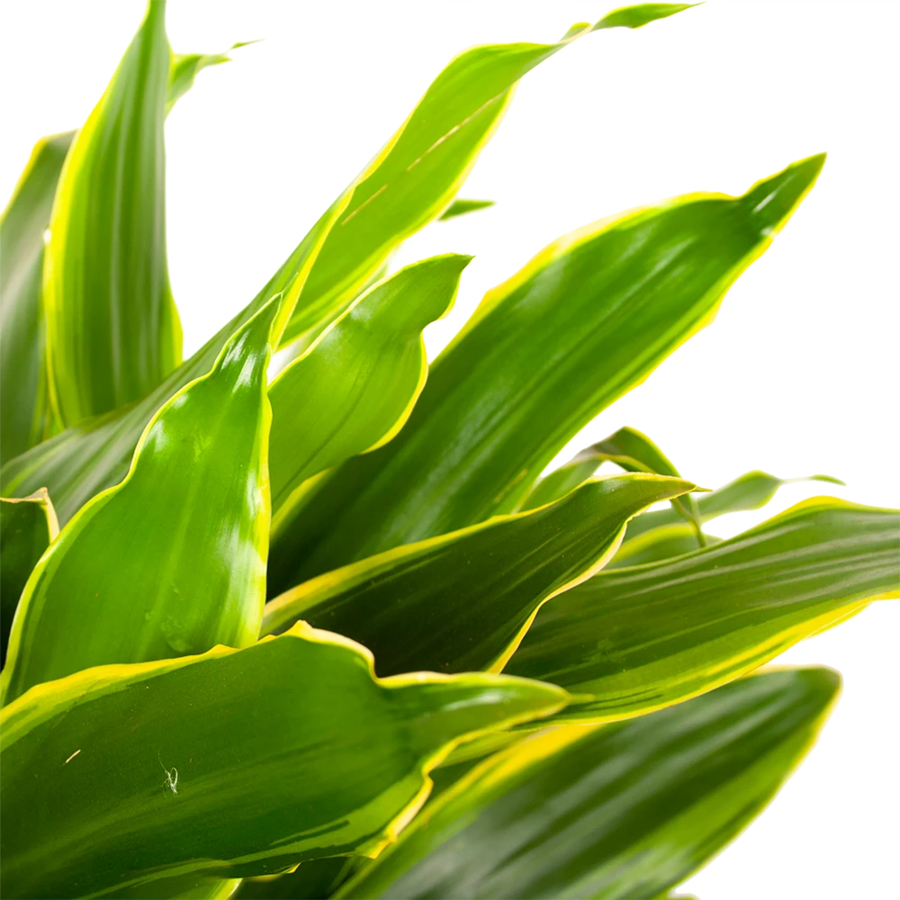 Dracaena Golden Coast - Vertakt - Drakenbloedboom - P21 H80 - Kamerplant 4 Dracaena Golden Coast - Vertakt - Drakenbloedboom - P21 H80 - Kamerplant - Afbeelding 2