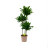 Dracaena Green Jewel - Op Stam - Drakenbloedboom - P28 H140 - Kamerplant -Huisdecoratie dracaena green jewel op stam drakenbloedboom p28 h140 1