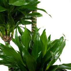 Dracaena Green Jewel - Op Stam - Drakenbloedboom - P28 H140 - Kamerplant -Huisdecoratie dracaena green jewel op stam drakenbloedboom p28 h140 6