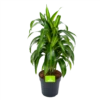 Dracaena Hawaiiana - Vertrakt - Drakenbloedboom - P21 H80 - Kamerplant 1 Dracaena Hawaiiana - Vertrakt - Drakenbloedboom - P21 H80 - Kamerplant -Huisdecoratie dracaena hawaiiana vertrakt drakenbloedboom p21 h80 1 3
