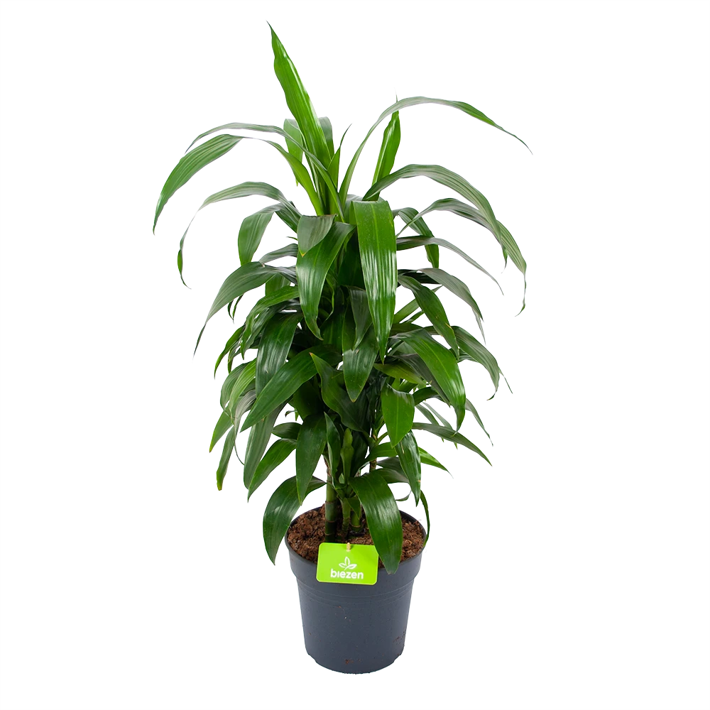 Dracaena Janet Craig - Vertrakt - Drakenbloedboom - P21 H80 - Kamerplant 3 Dracaena Janet Craig - Vertrakt - Drakenbloedboom - P21 H80 - Kamerplant