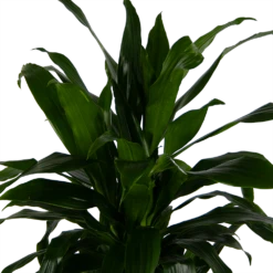 Dracaena Janet Craig - Vertrakt - Drakenbloedboom - P24 H110 - Kamerplant -Huisdecoratie dracaena janet craig vertrakt drakenbloedboom p24 h110 kamerplant 4