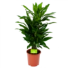Dracaena Janet Lind - Vertakt - Drakenbloedboom - P21 H80 - Kamerplant -Huisdecoratie dracaena janet lind vertakt drakenbloedboom p21 h80 1