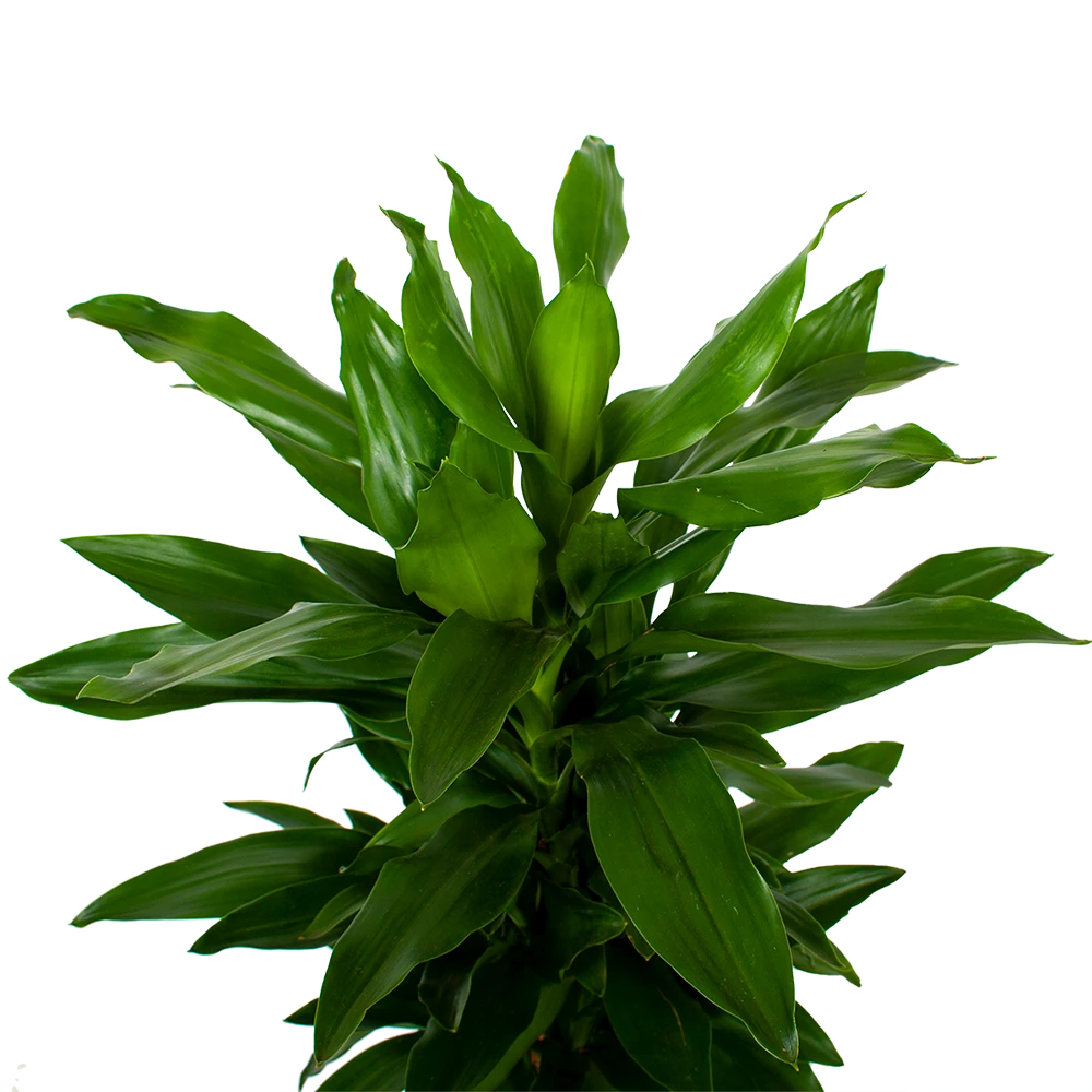 Dracaena Janet Lind - Vertakt - Drakenbloedboom - P21 H80 - Kamerplant 4 Dracaena Janet Lind - Vertakt - Drakenbloedboom - P21 H80 - Kamerplant - Afbeelding 2