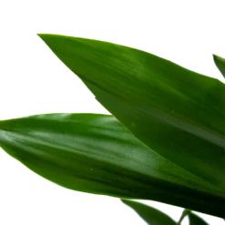 Dracaena Janet Lind - Vertakt - Drakenbloedboom - P21 H80 - Kamerplant 8 Dracaena Janet Lind - Vertakt - Drakenbloedboom - P21 H80 - Kamerplant -Huisdecoratie dracaena janet lind vertakt drakenbloedboom p21 h80 6