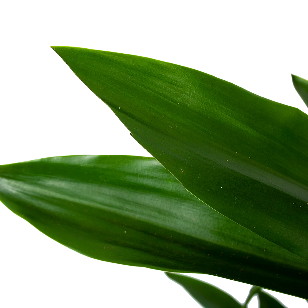 Dracaena Janet Lind - Vertakt - Drakenbloedboom - P21 H80 - Kamerplant 5 Dracaena Janet Lind - Vertakt - Drakenbloedboom - P21 H80 - Kamerplant - Afbeelding 3