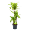 Dracaena Lemon Lime - Op Stam - Drakenbloedboom - P21 H100 - Kamerplant -Huisdecoratie dracaena lemon lime op stam drakenbloedboom p21 h100 1 1
