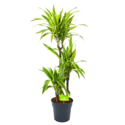 Dracaena Lemon Lime - Op Stam - Drakenbloedboom - P21 H100 - Kamerplant