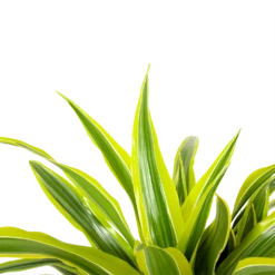 Dracaena Lemon Lime - Op Stam - Drakenbloedboom - P21 H100 - Kamerplant 8 Dracaena Lemon Lime - Op Stam - Drakenbloedboom - P21 H100 - Kamerplant -Huisdecoratie dracaena lemon lime op stam drakenbloedboom p21 h100 6 1