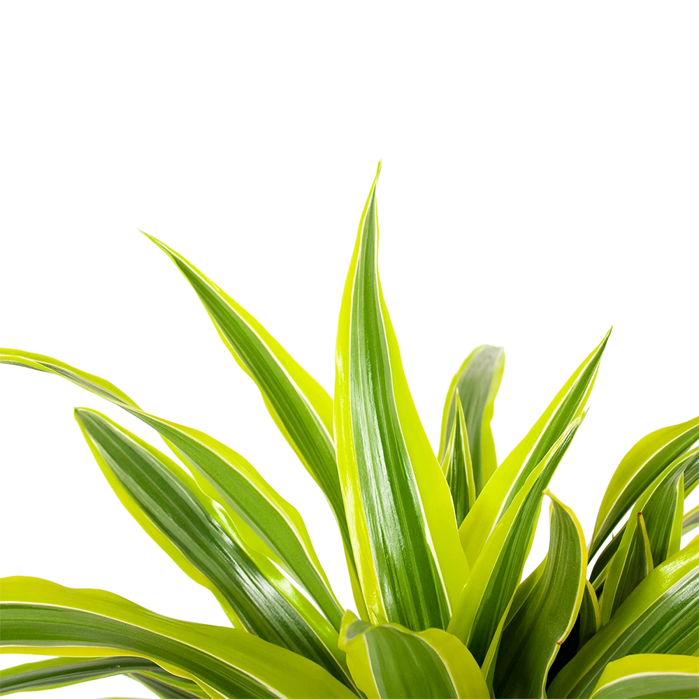 Dracaena Lemon Lime - Op Stam - Drakenbloedboom - P21 H100 - Kamerplant 5 Dracaena Lemon Lime - Op Stam - Drakenbloedboom - P21 H100 - Kamerplant - Afbeelding 3
