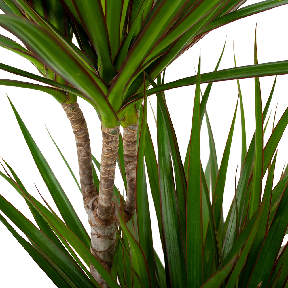 Dracaena Marginata Groen - Op Stam - Drakenbloedboom - P24 H120 - Kamerplant 4 Dracaena Marginata Groen - Op Stam - Drakenbloedboom - P24 H120 - Kamerplant - Afbeelding 2