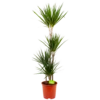 Dracaena Marginata Groen - Op Stam - Drakenbloedboom - P24 H150 - Kamerplant -Huisdecoratie dracaena marginata groen op stam drakenbloedboom p24 h150 4 2