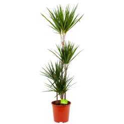 Dracaena Marginata Groen - Op Stam - Drakenbloedboom - P24 H150 - Kamerplant