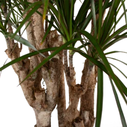 Dracaena Marginata Groen - Vertakt - Drakenbloedboom - P30 H140 - Kamerplant -Huisdecoratie dracaena marginata groen vertakt drakenbloedboom p30 h140 5