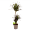 Dracaena Marginata Magenta - Op Stam - Drakenbloedboom-p24 H120 - Kamerplant -Huisdecoratie dracaena marginata magenta drakenbloedboom p24 h100 4