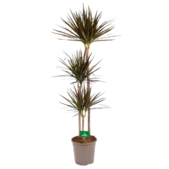 Dracaena Marginata Magenta - Op Stam - Drakenbloedboom - P24 H140 - Kamerplant