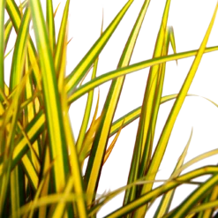 Dracaena Marginata Sunray - Op Stam - Drakenbloedboom - P21 H110 - Kamerplant 6 Dracaena Marginata Sunray - Op Stam - Drakenbloedboom - P21 H110 - Kamerplant -Huisdecoratie dracaena marginata sunray op stam drakenbloedboom p24 h80 5 2