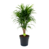 Dracaena Reflexa Anita - Enkele Stam - Drakenbloedboom-p24 H110 - Kamerplant 1 Dracaena Reflexa Anita - Enkele Stam - Drakenbloedboom-p24 H110 - Kamerplant -Huisdecoratie dracaena reflexa anita drakenbloedboom p24 h110 4