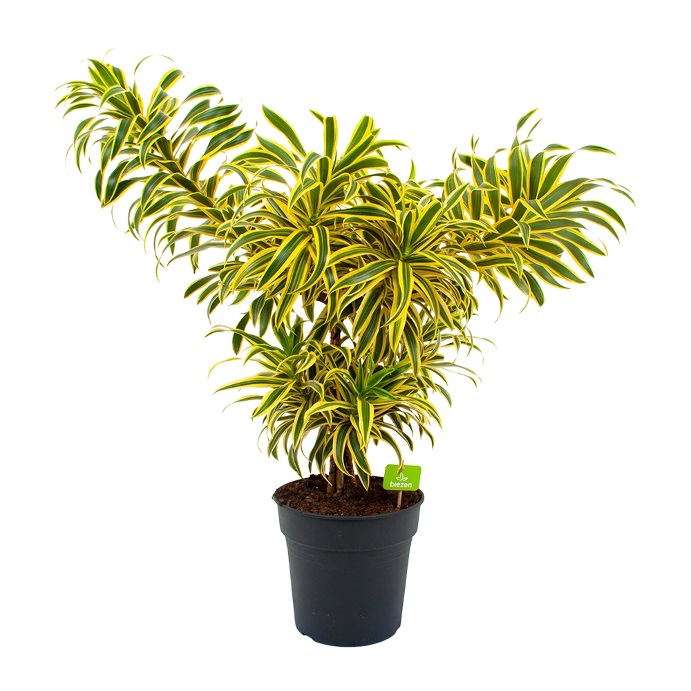 Dracaena Reflexa Song Of India - Vertakt - Drakenbloedboom - P24 H80 - Kamerplant 3 Dracaena Reflexa Song Of India - Vertakt - Drakenbloedboom - P24 H80 - Kamerplant