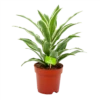 Dracaena White Jewel - Drakenbloedboom - P17 H45 - Kamerplant -Huisdecoratie dracaena white jewel drakenbloedboom p17 h45 4