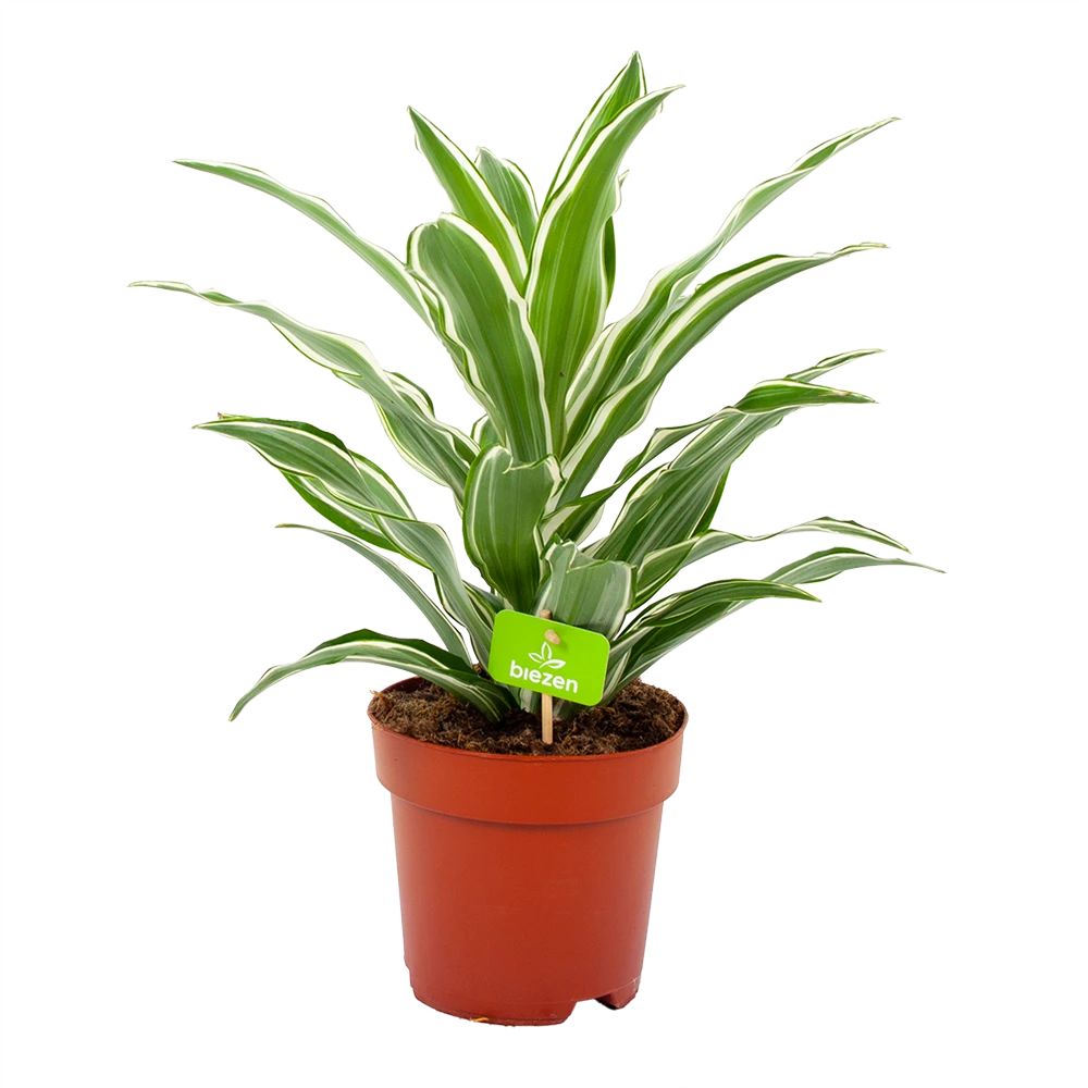 Dracaena White Jewel - Drakenbloedboom - P17 H45 - Kamerplant 3 Dracaena White Jewel - Drakenbloedboom - P17 H45 - Kamerplant