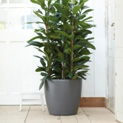 Bloempot Elho Brussels Rond 47cm - Met Wielen - Antraciet -Huisdecoratie elho brussels rond wielen 47 grijs bloempot 7 7