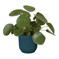 Bloempot Elho Vibes Fold Rond - D22 X H20cm - Diepblauw -Huisdecoratie elho vibes fold rond 22 blauw d22 h20cm bloempot diepblauw 6 7