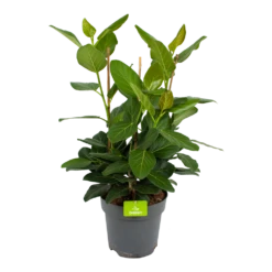 Ficus Benghalensis Audrey - Groene Vijg - Toef - P27 H80 - Kamerplant