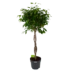 Ficus Benjamina Exotica Op Gevlochten Stam - Treurvijg - P27 H140 - Kamerplant -Huisdecoratie ficus benjamina exotica op gevlochten stam treurvijg p27 h140 1
