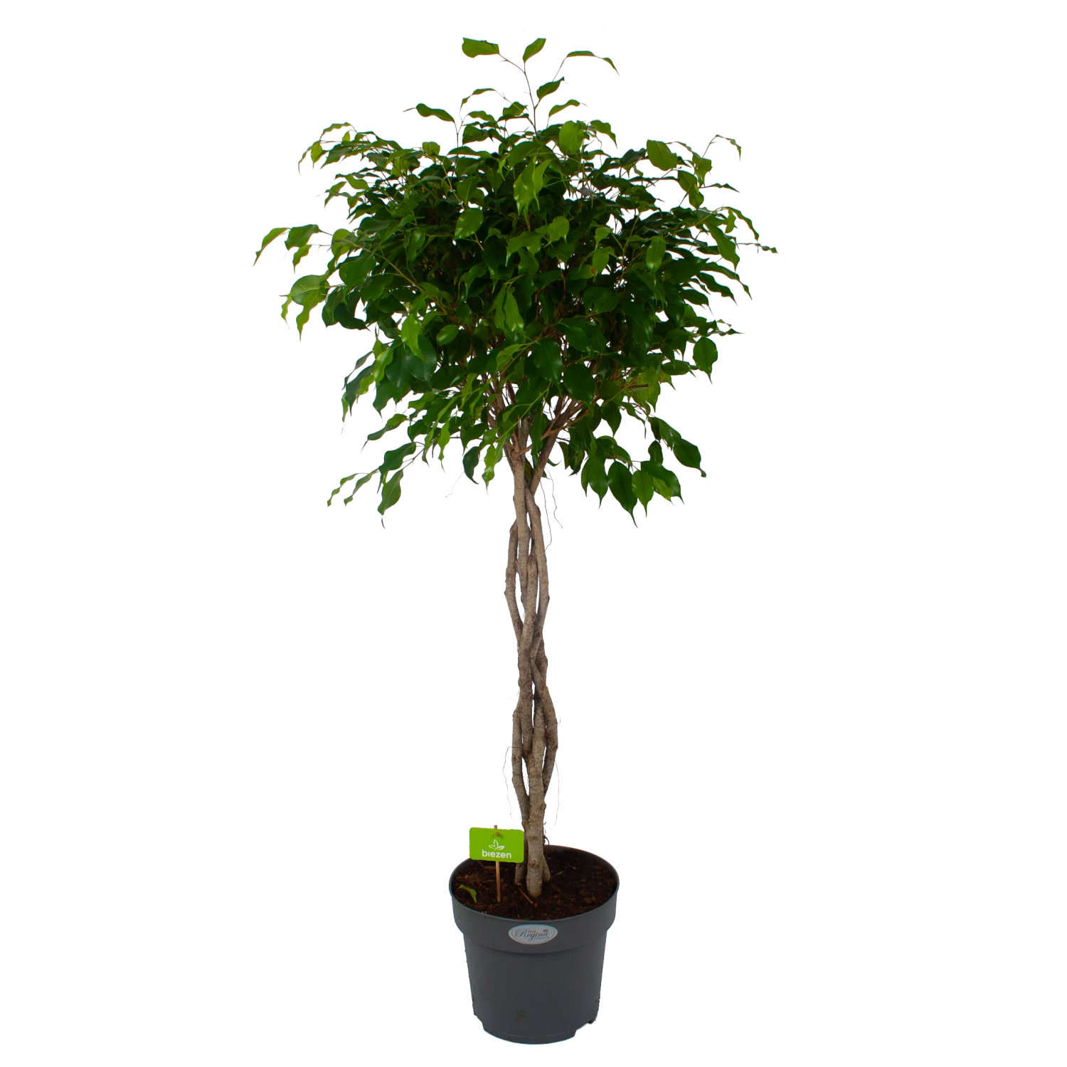 Ficus Benjamina Exotica Op Gevlochten Stam - Treurvijg - P27 H140 - Kamerplant 3 Ficus Benjamina Exotica Op Gevlochten Stam - Treurvijg - P27 H140 - Kamerplant