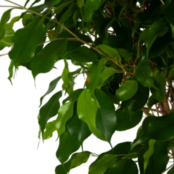 Ficus Benjamina Exotica Op Gevlochten Stam - Treurvijg - P27 H140 - Kamerplant 7 Ficus Benjamina Exotica Op Gevlochten Stam - Treurvijg - P27 H140 - Kamerplant -Huisdecoratie ficus benjamina exotica op gevlochten stam treurvijg p27 h140 5