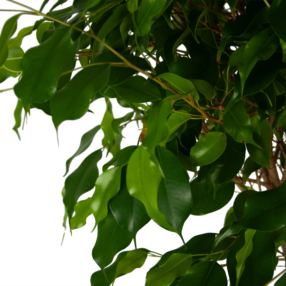 Ficus Benjamina Exotica Op Gevlochten Stam - Treurvijg - P27 H140 - Kamerplant 4 Ficus Benjamina Exotica Op Gevlochten Stam - Treurvijg - P27 H140 - Kamerplant - Afbeelding 2